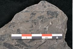 Foto (Detailansicht) von Alethopteris whitbyensis (NHMW-GEO-2024-0188-10482)